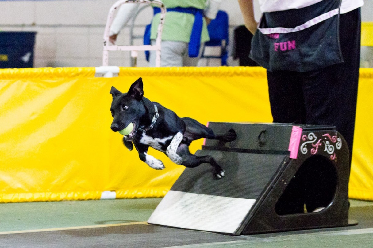 What Is Flyball For Dogs? Dog Sports Central