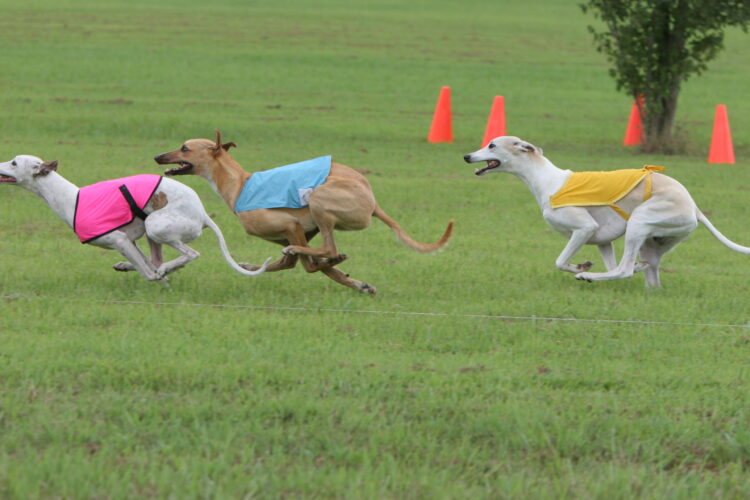 Lure machine (lurchers-greyhounds-whippets)  Dog lure coursing, Lure  coursing, Dog exercise